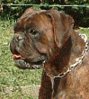 Pedigree de Saka de la Confrrie