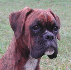 Pedigree de Vicky d'Owipag