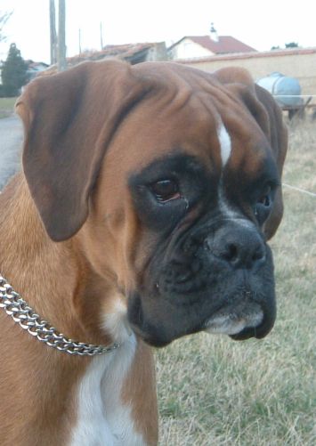 Pedigree de Vulkin d'Owipag - Boxer mle